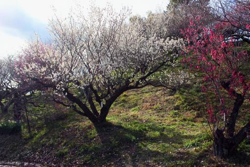 梅の花 梅の花の写真