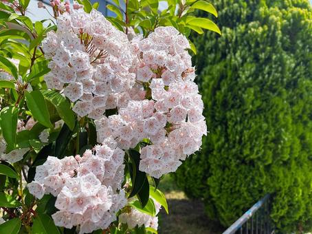 Kalmia flower, JPG Kalmia flower, JPG