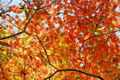 紅葉 秋の風景 紅葉 秋の風景 もみじ,紅葉,背景の写真素材