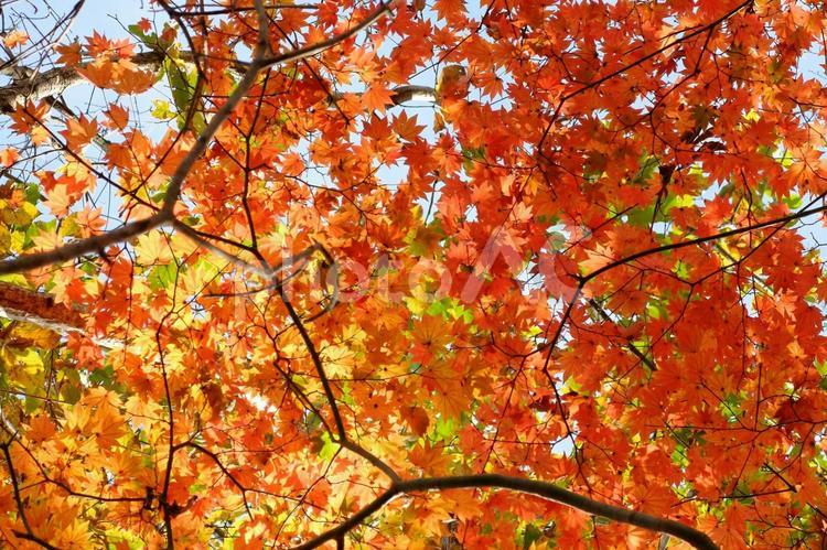 紅葉　秋の風景 もみじ,紅葉,背景の写真素材
