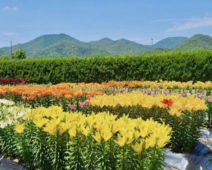 ユリの花畑 ユリの花畑 花,花畑,ユリの写真素材