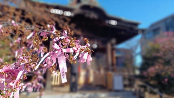 Photo, sakura jingu shrine, kawazu cherry tree, early spring, 