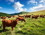 牧草地に立つ牛 牛,野原,放し飼いの写真素材