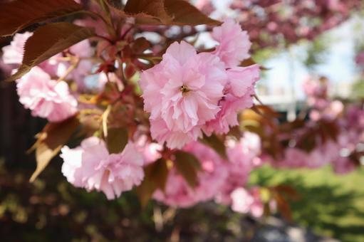 八重桜 八重桜の写真
