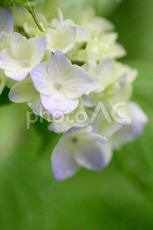 雨上がりの水色の紫陽花の花 紫陽花,梅雨,初夏の写真素材