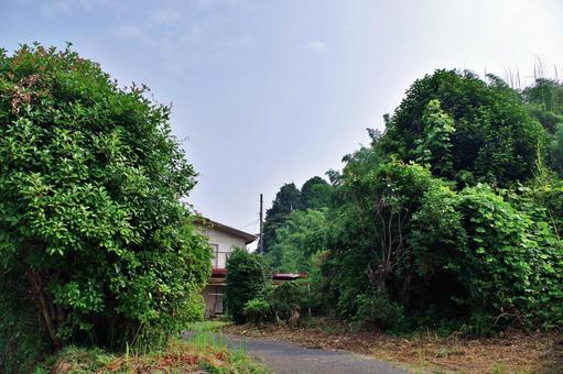 雑木と雑草の庭 庭先,植木,雑木の写真素材