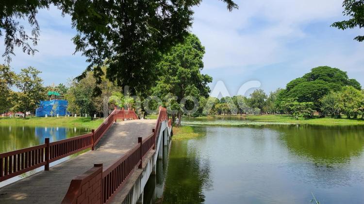 公園の池と橋 公園,パーク,池の写真素材