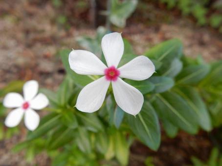 【花の写真】ニチニチソウ(日々草) 【花の写真】ニチニチソウ(日々草)の写真