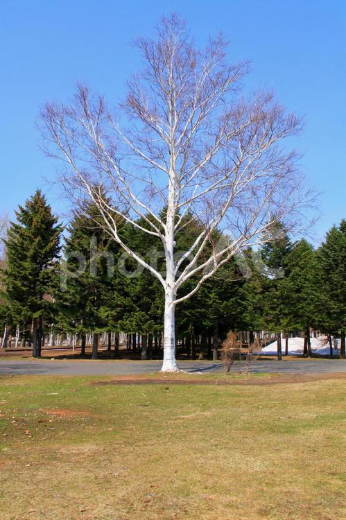春　葉が芽生える前の白樺の木 シラカバ,北海道,札幌の写真素材