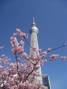 桜と東京スカイツリー 桜と東京スカイツリーの写真