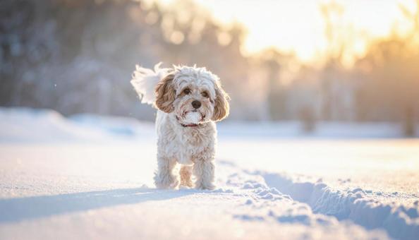雪の上に立つマルチーズプードル 雪の上に立つマルチーズプードルの写真