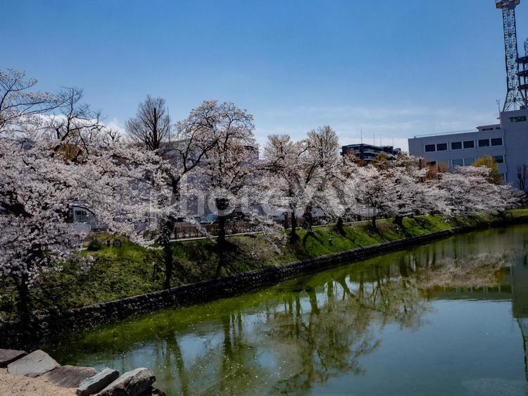 松本城　外堀に咲く満開の桜 松本城,国宝,外堀の写真素材