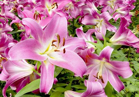 ユリ ユリの写真