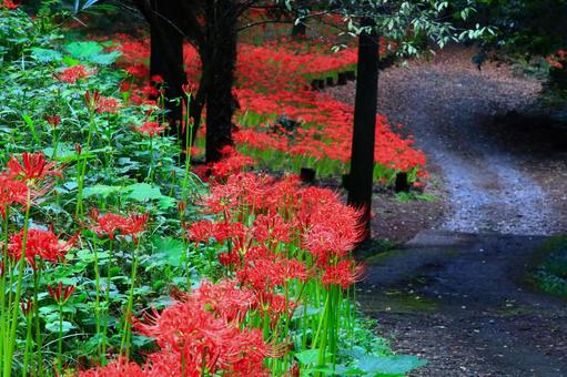 赤と散歩道の写真