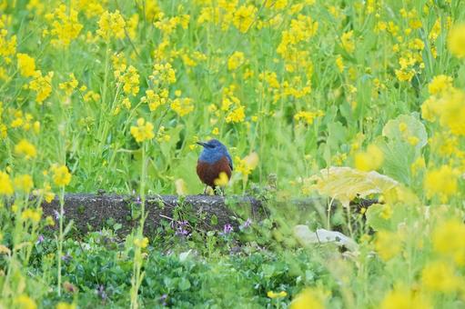 イソヒヨドリと菜の花 イソヒヨドリと菜の花 イソヒヨドリ,イソヒヨドリオス,ヒタキ系の写真素材