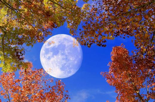 イメージ素材/木々の紅葉と青空・昼月 イメージ素材/木々の紅葉と青空・昼月 紅葉,木々,秋の写真素材