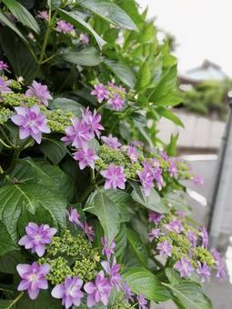 紫陽花 紫陽花の写真