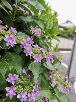 hydrangea, hydrangea, hydrangea, hydrangea, JPG