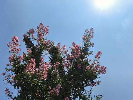 Photo, crisp berry, hundred days red, flower, 