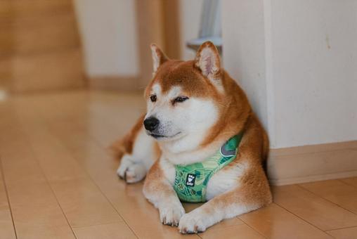 幸せそうにくつろぐ柴犬 幸せそうにくつろぐ柴犬の写真