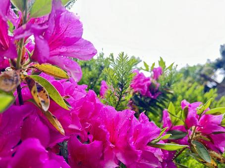 つづじ つづじの写真