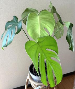 モンステラ モンステラ モンステラ,観葉植物,植物の写真素材