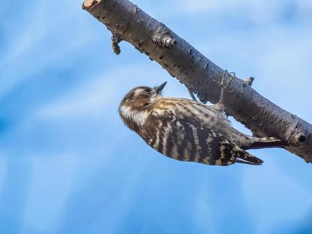 枝にとまるコゲラ・キツツキ コゲラ,キツツキ,野鳥の写真素材