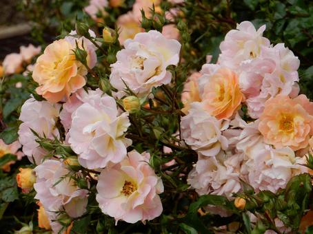 【薔薇の写真】バラの花 【薔薇の写真】バラの花の写真
