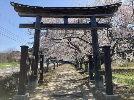 鳥居と桜並木 春,桜,桜並木の写真素材