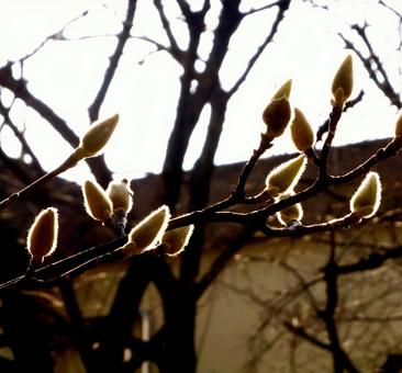 コブシのつぼみ コブシのつぼみの写真