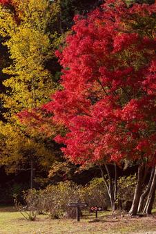 神戸市立森林植物園の紅葉 兵庫県,神戸市,北区の写真素材