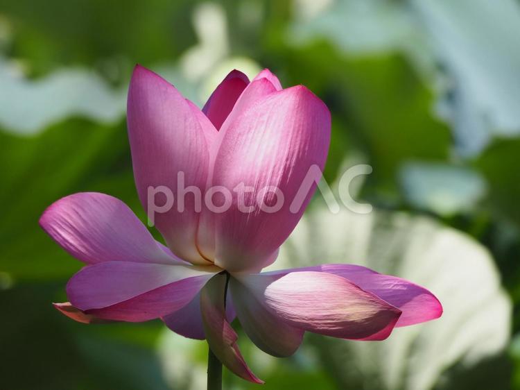 咲きはじめの蓮の花⑧ 蓮の花,ピンクの花,ハスの写真素材