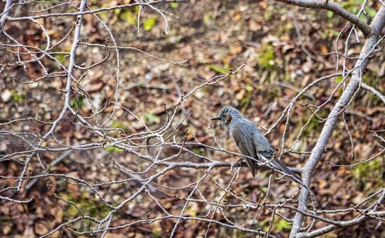 冬木立にとまるヒヨドリ ヒヨドリ,野鳥,鳥の写真素材