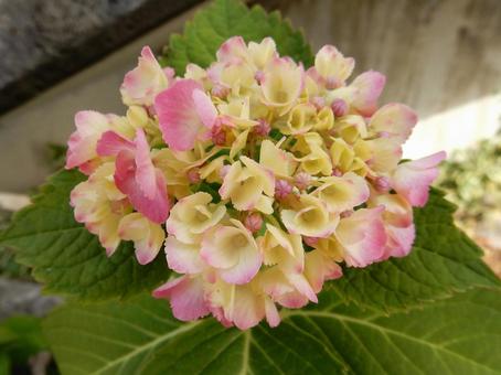 【花の写真】紫陽花の花 【花の写真】紫陽花の花 紫陽花,アジサイ,あじさいの写真素材