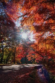 秩父ミューズパークの紅葉 秩父ミューズパークの紅葉 秋,もみじ,秩父の写真素材