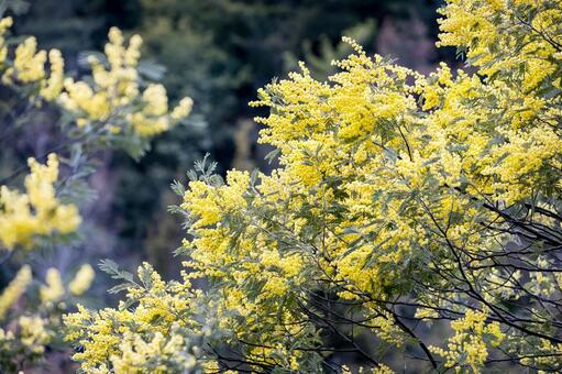 見頃を迎えた満開のミモザ ミモザ,花,春の写真素材