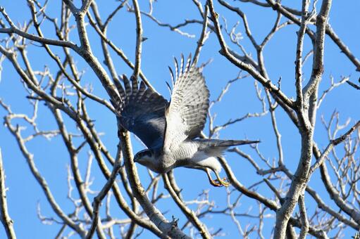 オオタカ オオタカ,タカ,猛禽類の写真素材