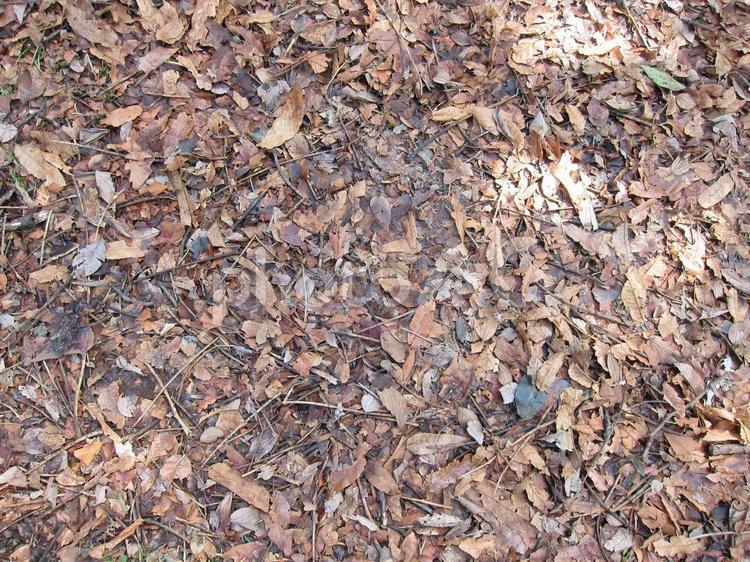 枯れ葉でいっぱいの地面 枯れ葉,地面,落ち葉の写真素材