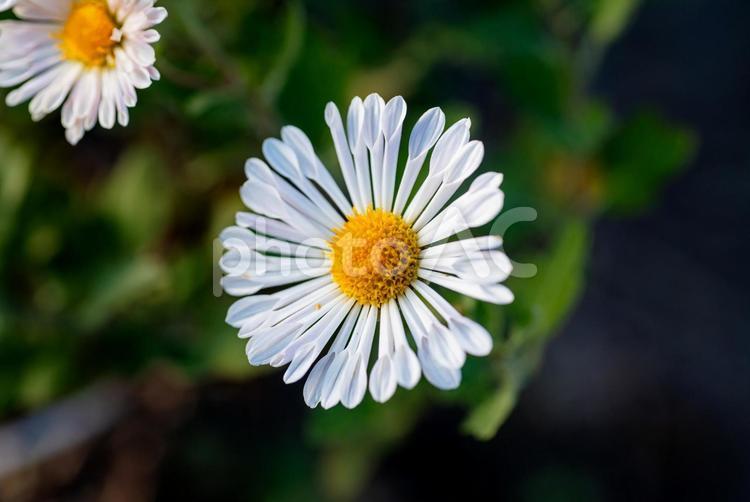 秋の植物　白い菊のアップ きく,菊,白の写真素材