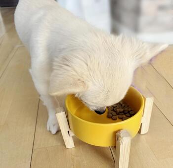 お皿に顔を入れて餌を食べるチワワ 犬,チワワ,白の写真素材