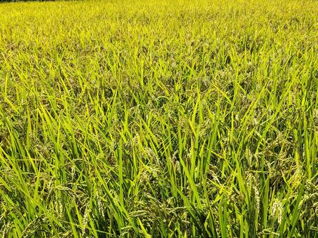 千葉県南部 8月の稲田 千葉県南部 8月の稲田の写真