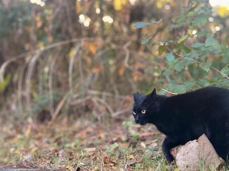 現れた黒猫 ネコ,保護猫,ニャンコの写真素材