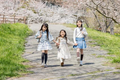 通学する小学生　桜並木 桜,小学生,走るの写真素材