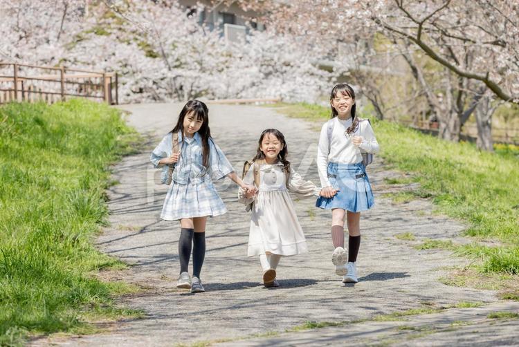 通学する小学生　桜並木 桜,小学生,走るの写真素材