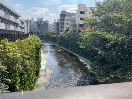 住宅街に紛れる自然 住宅街に紛れる自然 川,高田馬場,川辺の写真素材