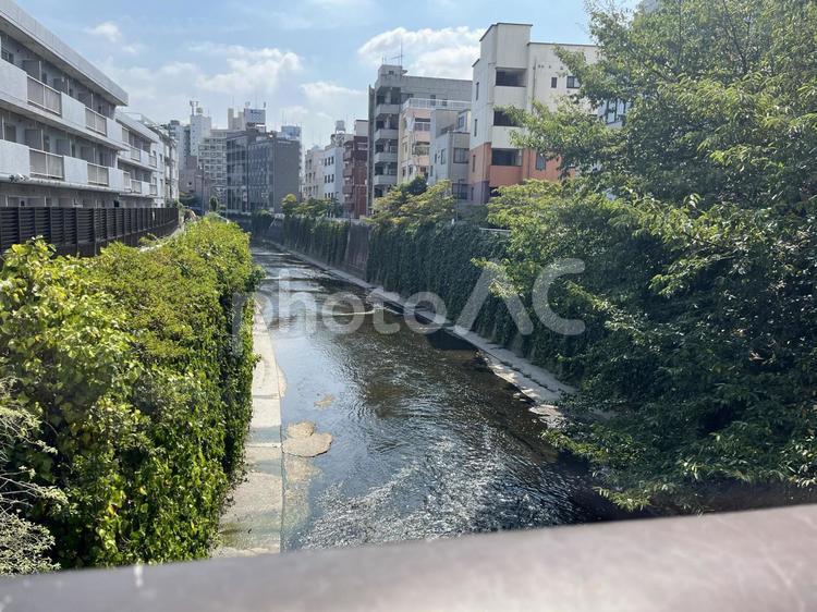 住宅街に紛れる自然 川,高田馬場,川辺の写真素材
