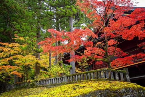 神社の紅葉 神社の紅葉 日光,神社,黄葉の写真素材