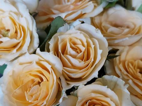 バラ spバラ バラ spバラ バラ,ばら,薔薇の写真素材