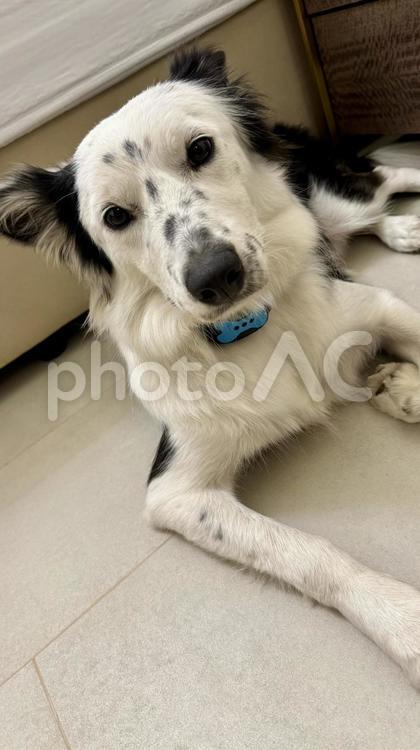 無駄吠え防止首輪をつけた犬 犬,ボーダーコリー,シープドッグの写真素材