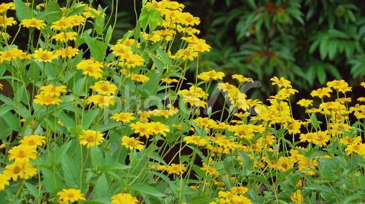 夏の草原を綺麗に彩る姫ひまわりの花 姫ひまわり,黄色,花の写真素材
